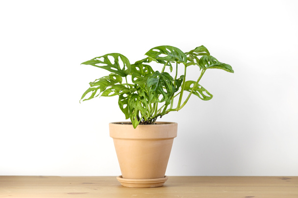 Monstera Monkey Mask or obliqua or Adansonii in a clay terracotta flower pot stands on a wooden table on a white background. The concept of minimalism. Houseplant care concept - Photo, Image