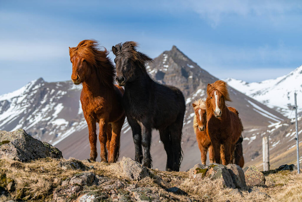 Icelandic horses. The Icelandic horse is a breed of horse created in Iceland - Photo, Image