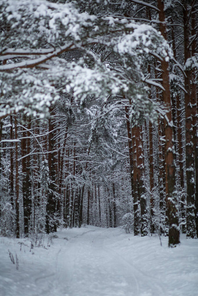 Karla kaplı kış çam ormanlarının manzarası. - Fotoğraf, Görsel