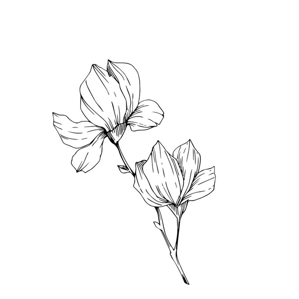Magnolia. Bloeiende tak close-up op een witte achtergrond. Vectorafbeeldingen. Contourtekening. Materiaal voor het bedrukken op papier of stof. - Vector, afbeelding