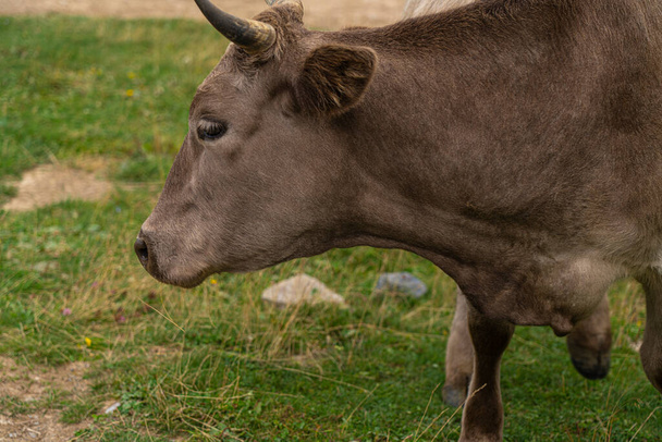 Gray cow eats grass in the meadow - Photo, Image