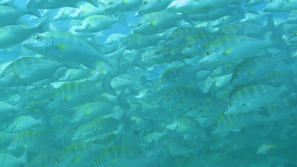 Homurdanıyor balık - Video, Çekim