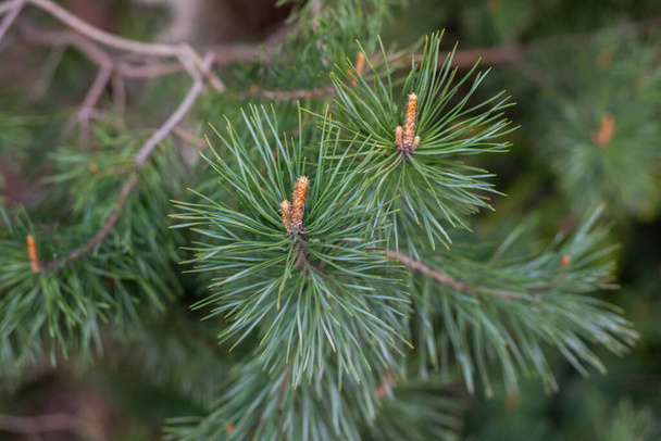 Close-up of a spruce branch with green needles and new spring buds. - Photo, Image