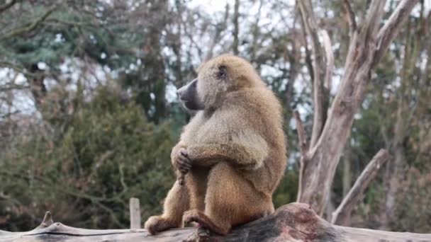 Közelkép egy felnőtt majomról, aki rágja - Felvétel, videó