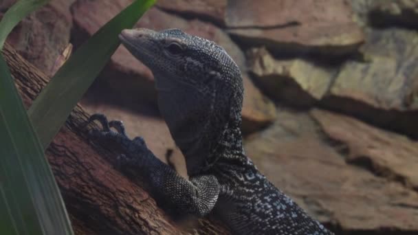 Close-up of a small monitor lizard that sits on a tree - Footage, Video