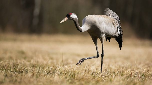 Common crane approaching on field in autumn nature - Фото, изображение
