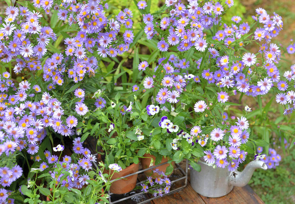 bush of aster flowers and flower pots  in the garden  - Photo, Image