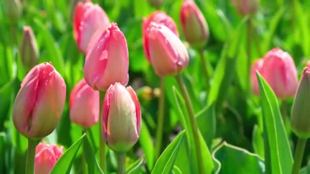 Tulips swaying in the wind. - Footage, Video