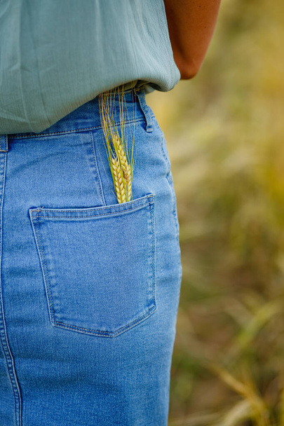 Уши спелой пшеницы в заднем кармане джинсовой юбки. Сельский пейзаж. Летнее настроение. - Фото, изображение
