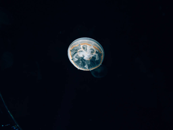 A jellyfish isolated on a black background - Photo, Image