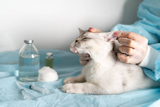 біла чистокровна кішка на прийомі ветеринара, лежить на столі, лікар оглянув вуха тварини
 - Фото, зображення