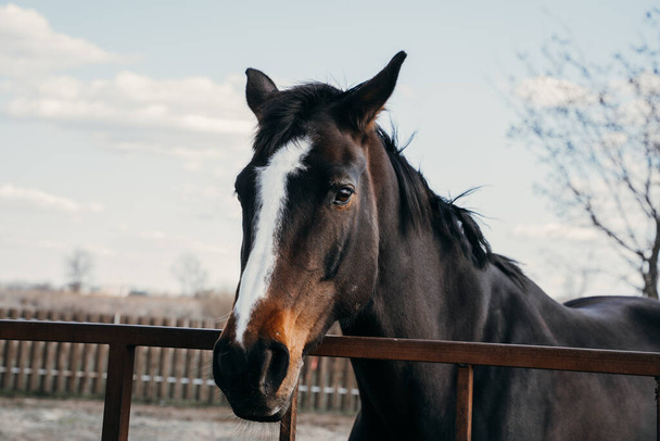 A beautiful black horse with a white stripe on the muzzle looks at the rider - Foto, afbeelding