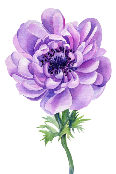 Délicate fleur violette. Anémone rose peinte à la main isolée sur fond blanc. Illustration aquarelle. - Photo, image