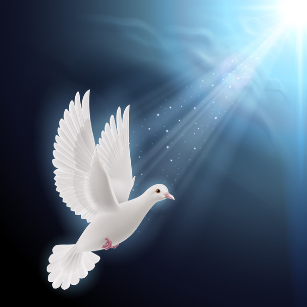 White dove in sunlight - Vector, afbeelding