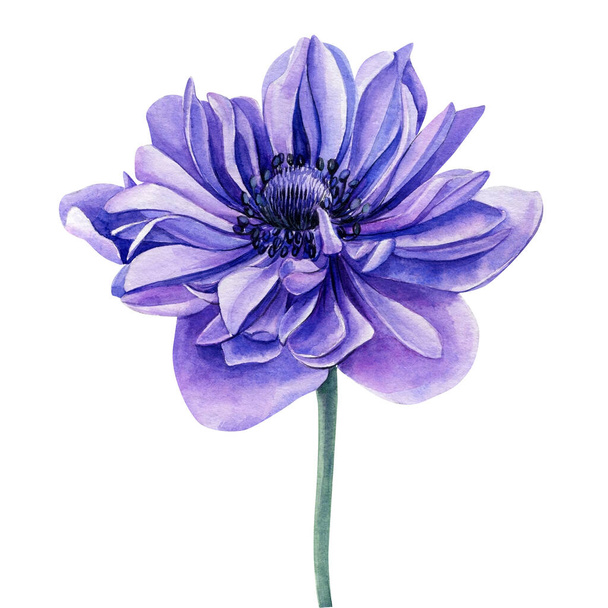 Flor delicada. Anémona azul pintada a mano aislada sobre fondo blanco. Ilustración en acuarela. - Foto, Imagen