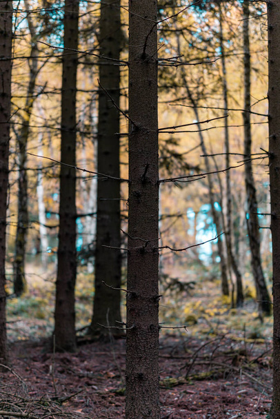 A vertical shot of high bare trees in the forest - Fotografie, Obrázek