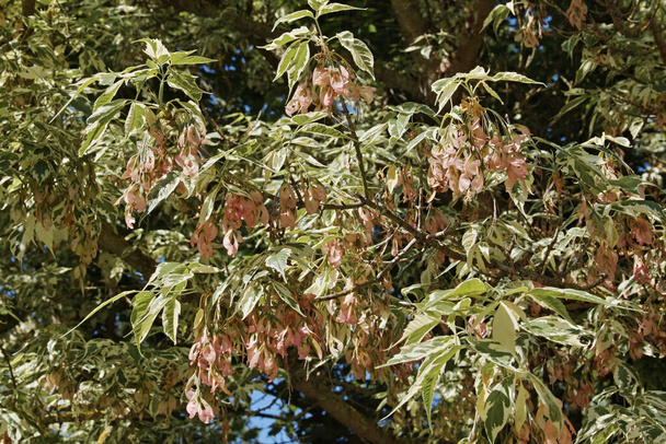 bonte vlier, tak met bladeren en vruchten, Acer negundo, Aceraceae - Foto, afbeelding