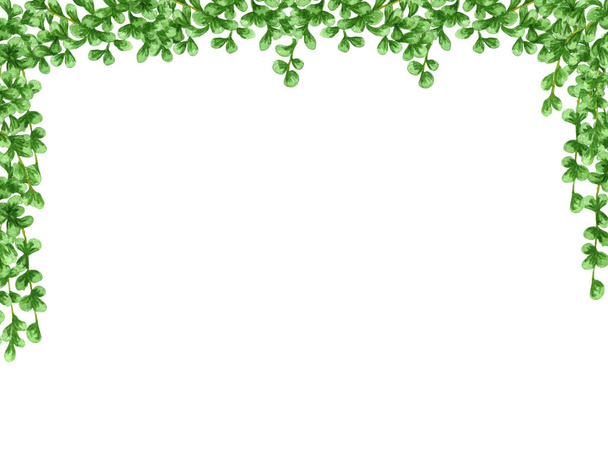 Planta de casa hojas marco. Planta con ramas colgantes aisladas sobre fondo blanco,. Watecolor Frontera floral - Foto, imagen
