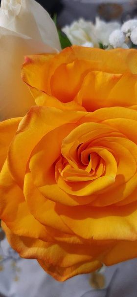 Hermosas Rosas de arreglo floral - Foto, Imagen