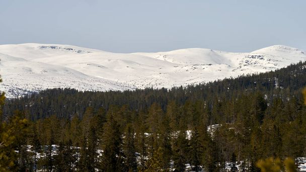 The beautiful scenery of pine trees with snow-covered mountains in Norefjell, Norway - Photo, Image