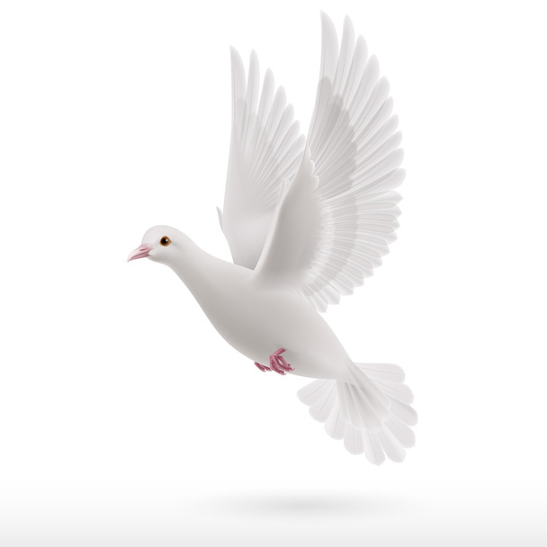 White dove - Vector, afbeelding