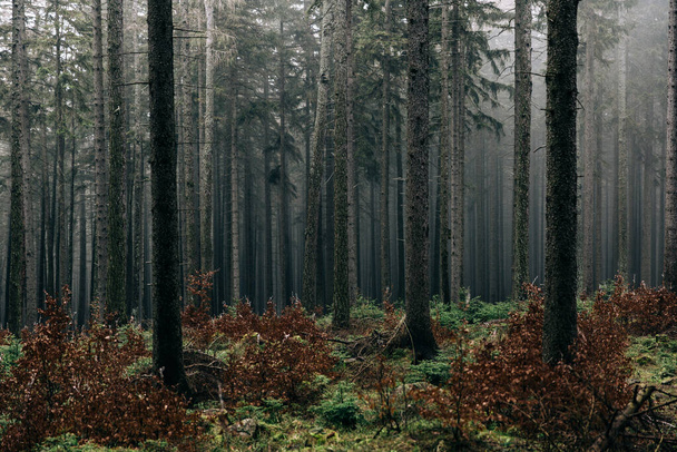 A landscape of a forest covered in greenery and fog - perfect for wallpapers and backgrounds - Zdjęcie, obraz