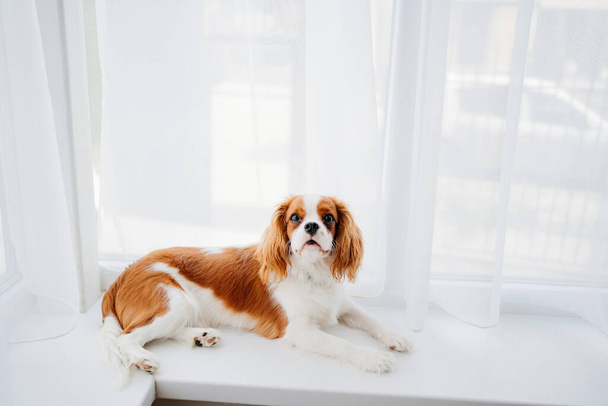 Cavalier King Charles Spaniel - a breed of companion dogs on the windowsill. - Foto, afbeelding