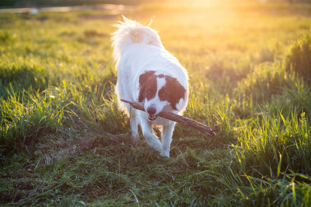 cão pastor branco feliz no prado ao pôr do sol - Foto, Imagem