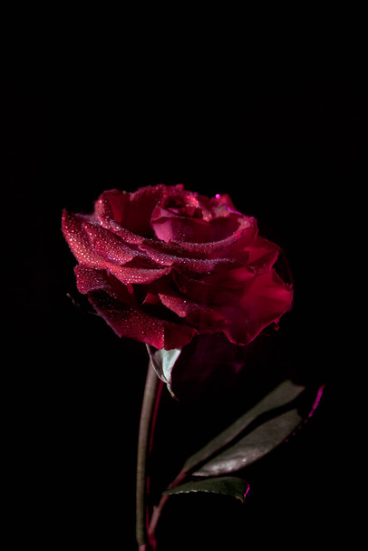 Closeup red contrast rose on black background - Foto, imagen