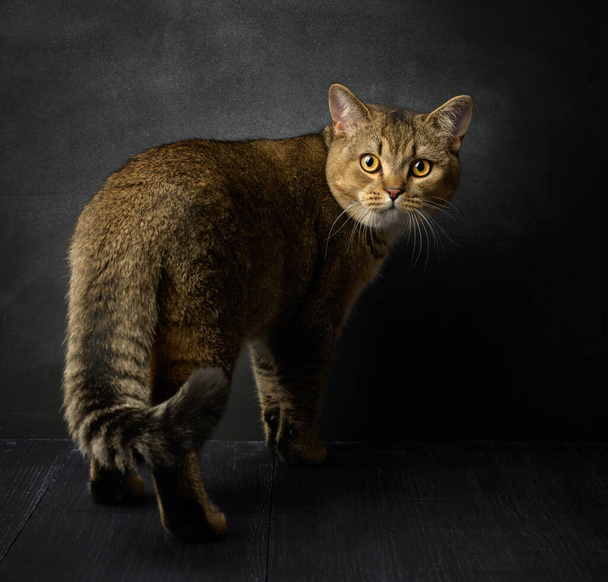 πορτρέτο ενός γκρι σκωτσέζικη ευθεία γάτα σε μαύρο φόντο, το ζώο στέκεται και κοιτάζει την κάμερα - Φωτογραφία, εικόνα
