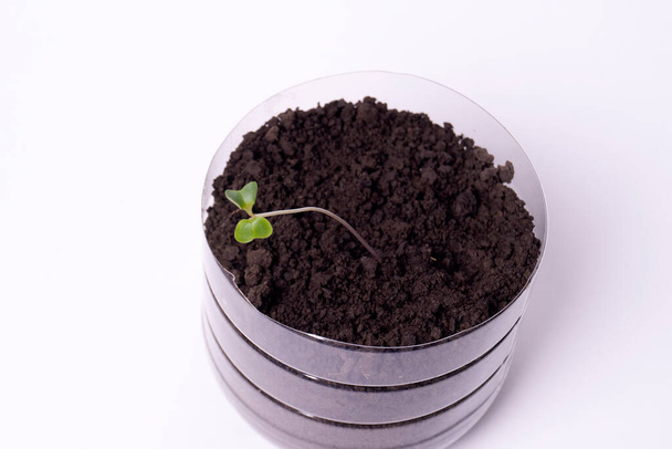 Young seedling in a peat tablet isolated on a colored background. Indoor home growing of seedlings - Foto, immagini