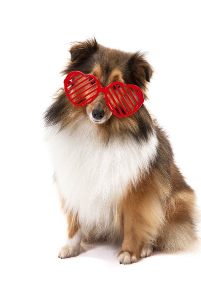 hond dragen heartshape goggle - Foto, afbeelding