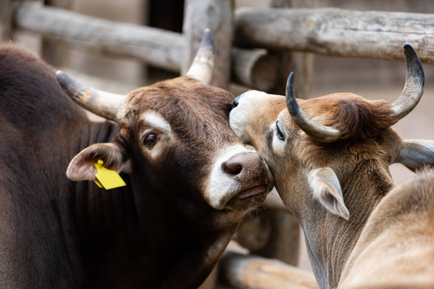 mucca e toro abbracciano nel campo - Foto, immagini