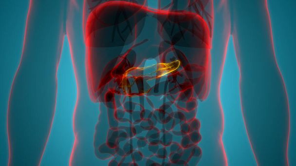 Menselijke ademhalingsstelsel Longen met membraan anatomie. 3D - Foto, afbeelding
