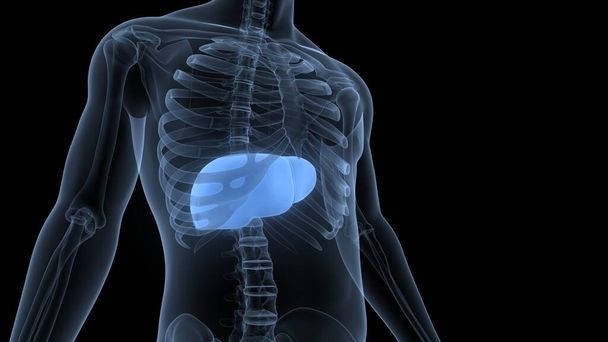 Anatomia do Fígado de Órgão Digestivo Interno Humano. Ilustração 3D  - Foto, Imagem