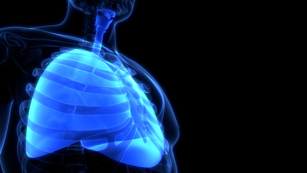 Emberi légzőszervi Tüdő Anatómia. 3D illusztráció  - Fotó, kép