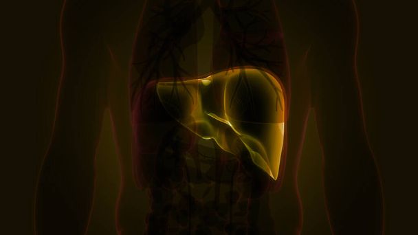 Human Internal Digestive Organ Liver Anatomy. 3D illustration  - Photo, Image
