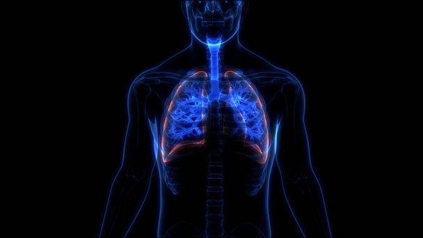 Sistema Respiratório Humano Anatomia Pulmonar. Ilustração 3D  - Foto, Imagem