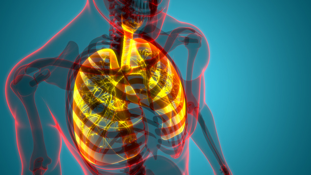 Emberi légzőszervi Tüdő Anatómia. 3D illusztráció  - Fotó, kép