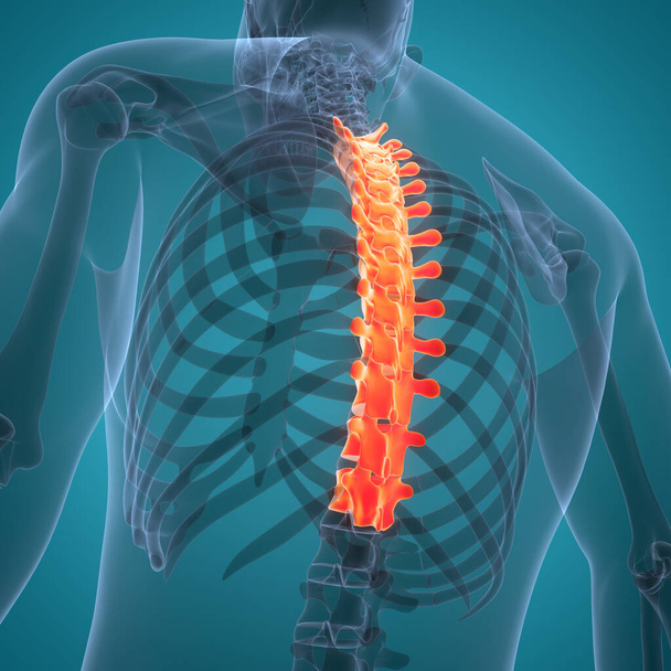 Coluna vertebral da anatomia do sistema esqueleto humano - Foto, Imagem