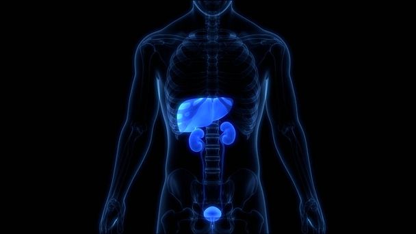 尿系解剖学を用いたヒトの臓器肝臓。3D - 写真・画像