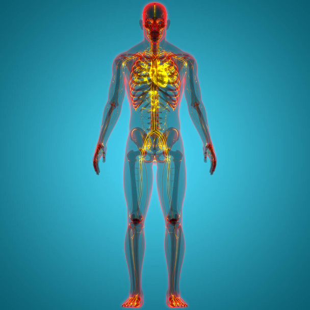 Système circulatoire humain Anatomie cardiaque. Illustration 3D  - Photo, image