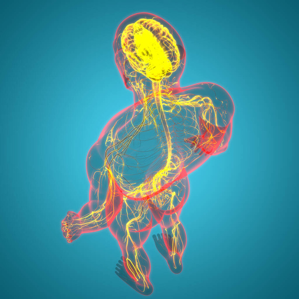 Organo centrale del sistema nervoso umano Anatomia cerebrale. 3D - Foto, immagini