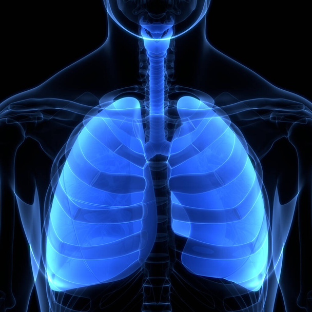 Ανθρώπινο Αναπνευστικό Σύστημα Πνεύμονες Ανατομία. 3D απεικόνιση  - Φωτογραφία, εικόνα