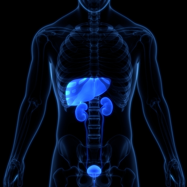 Fígado de órgãos internos humanos com anatomia do sistema urinário. 3D - Foto, Imagem