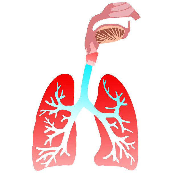 Anatomie van het menselijk ademhalingssysteem. 3D illustratie  - Foto, afbeelding