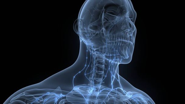 Das menschliche innere System Lymphknoten Anatomie. 3D-Illustration  - Foto, Bild