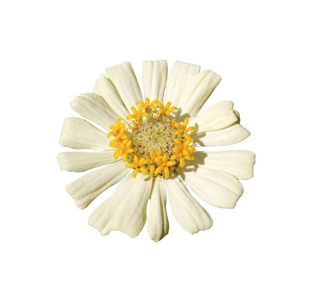Beyaz zinya çiçekleri beyaz arkaplanda yalıtılmış - Fotoğraf, Görsel