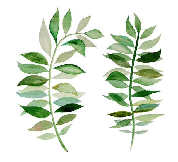 Akvarel botanické zelené listy ilustrační set ilustrace izolované  - Fotografie, Obrázek
