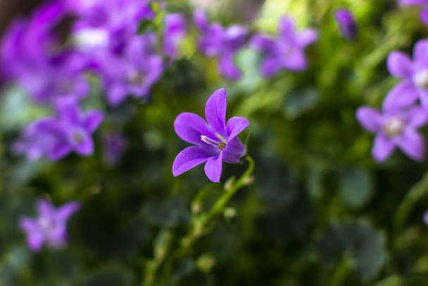 Bloemen van de huisplant Campanula close-up - Foto, afbeelding